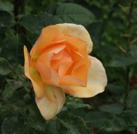 barbara-hendricks-bagatelle-605