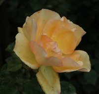 barbara-hendricks-bagatelle-606