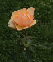 barbara-hendricks-bagatelle-607