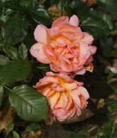 belvedere-bagatelle-755