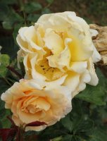 berenice-bagatelle-412