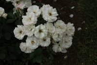 bordure-blanche-bagatelle-205