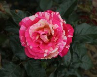broceliande-bagatelle-452