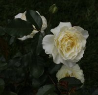 cantenaire-de-lourdes-blanc-bagatelle-739