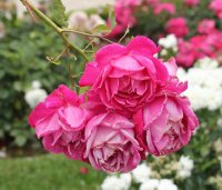 caprice-de-meilland-bagatelle-316