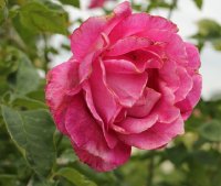 caprice-de-meilland-bagatelle-843