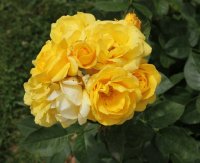 carte-dor-bagatelle-746