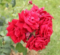 chateau-damboise-bagatelle-414