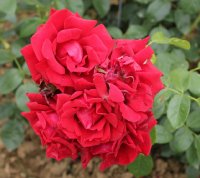 chateau-damboisebagatelle-416