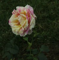 claude-monet-bagatelle-476