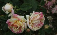 claude-monet-bagatelle-477