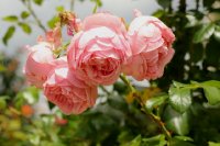 comtesse-de-segur-bagatelle-683