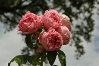 comtesse-de-segur-bagatelle-684