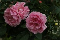 cote-jardins-bagatelle-351