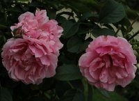cote-jardinsbagatelle-352