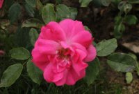cyclamen-la-svillana-bagatelle-646