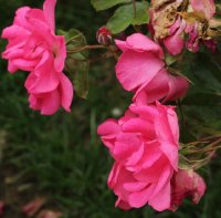 cyclamen-la-svillana-bagatelle-647