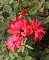 dance-of-joy-bagatelle-783