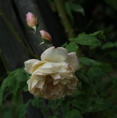 desprez-a-fleur-jaune-bagatelle-082
