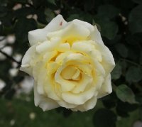 elina-bagatelle-130