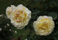elina-bagatelle-131