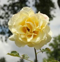 elina-bagatelle-664