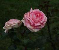 eve-ruggiery-bagatelle-167