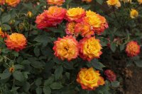 flame-meillandina-bagatelle-179