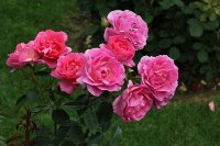 generation-jardin-bagatelle-819