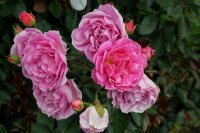 generation-jardin-bagatelle-820