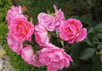 generation-jardin-bagatelle-821