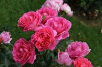 generation-jardin-bagatelle-822