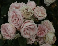 giardina-bagatelle-379