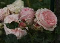giardina-bagatelle-380