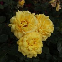 golden-delight-bagatelle-566