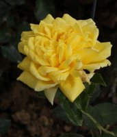 golden-delight-bagatelle-567