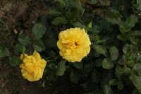 golden-flush-bagatelle-793