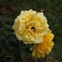 golden-flush-bagatelle-794