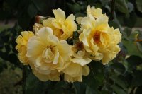 golden-gate-bagatelle-059