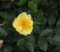golden-lodge-bagatelle-522