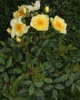 golden-lodge-bagatelle-524