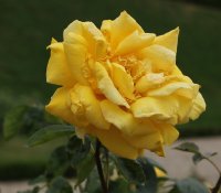goldmarie-bagatelle-287