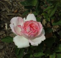 grand-siecle-bagatelle-874