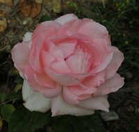 grand-siecle-bagatelle-875