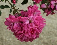 heidelinde-bagatelle-391