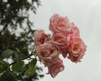 high-hopes-a-bagatelle-012