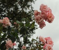 high-hopes-bagatelle-012