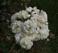 husky-bagatelle-785
