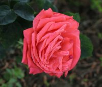 interflora-meilland-bagatelle-037
