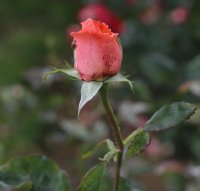 interflora-meilland-bagatelle-038